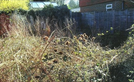 Overgrown Garden requiring site preparation Overgrown Garden requiring site preparation